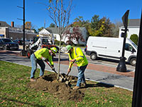 Two workers planting a tree