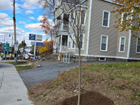 New tree added on Rte. 85