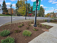 New plants at Town Common