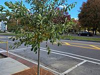 Tree on Main Street sidewalk