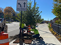 Planting tree on Main Street