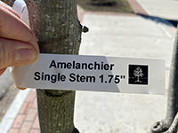 Amelanchier Single Stem Tree