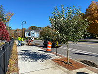 Digging hole to plant tree on Main Street